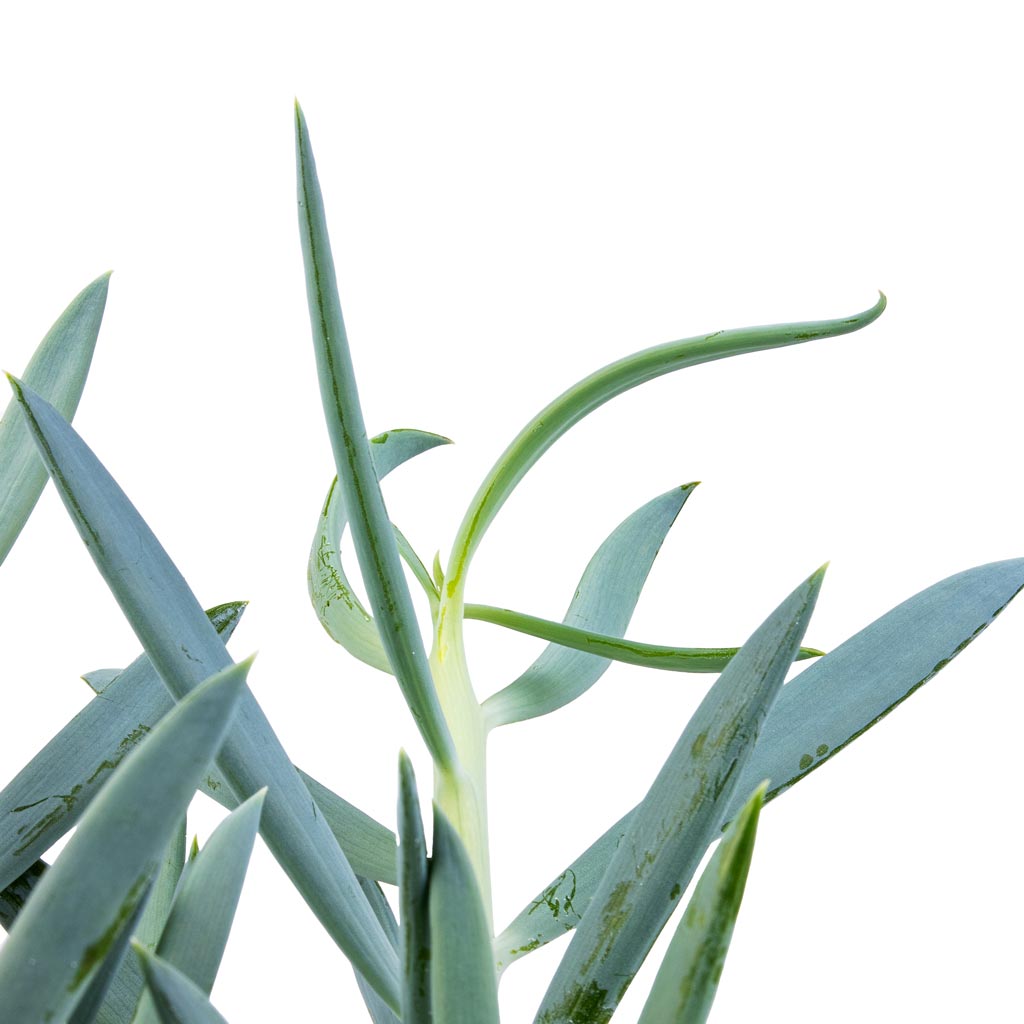 Curio ficoides Mount Everest - Skyscraper Senecio New Growth