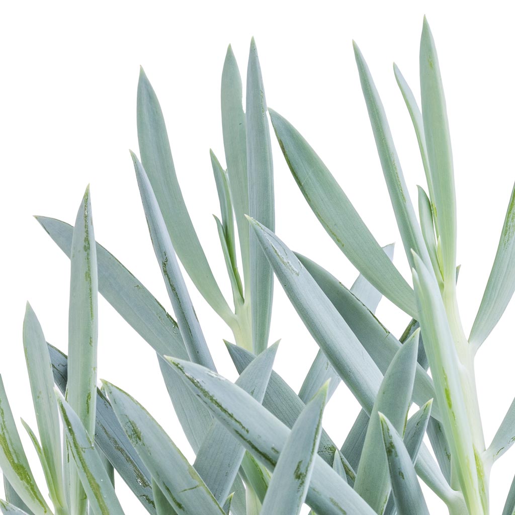 Curio ficoides Mount Everest In Geo Pot Jade Green