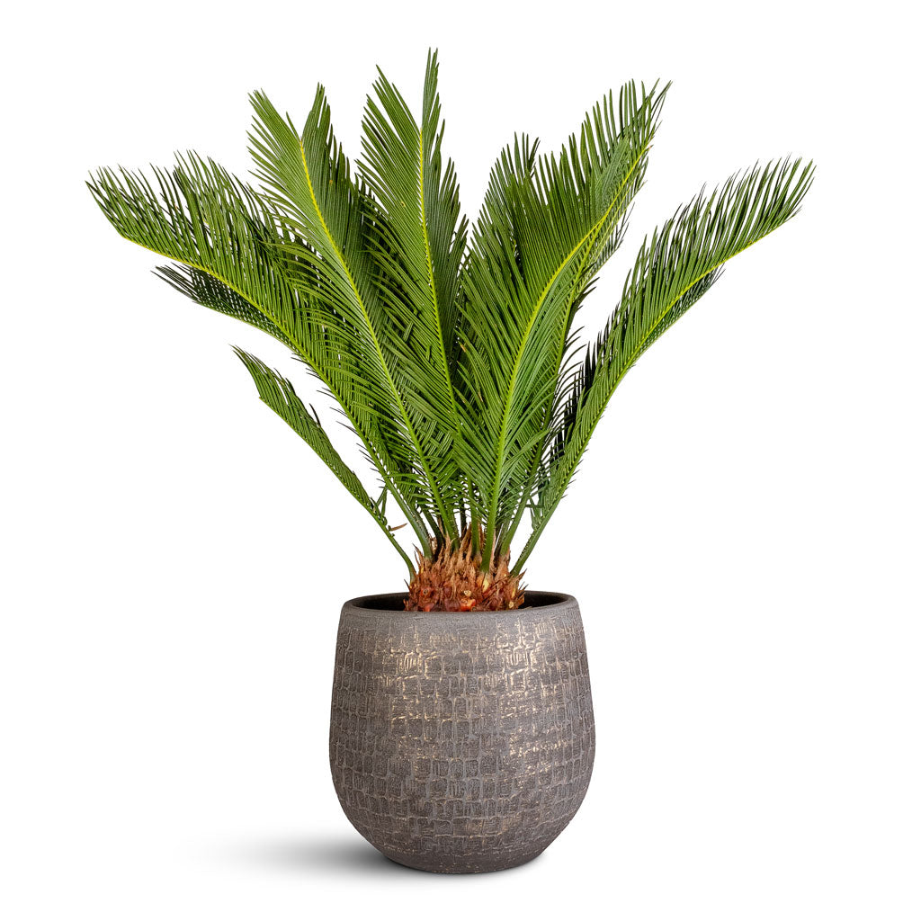 Cycas revoluta 21x75cm Renzo Pot Shiny Slate 31x28cm