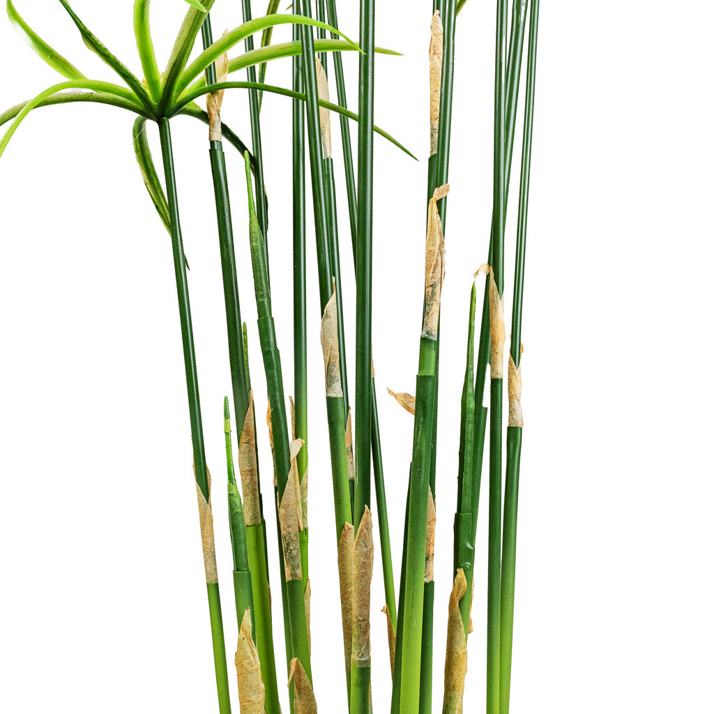 Cyperus Artificial Close Up 