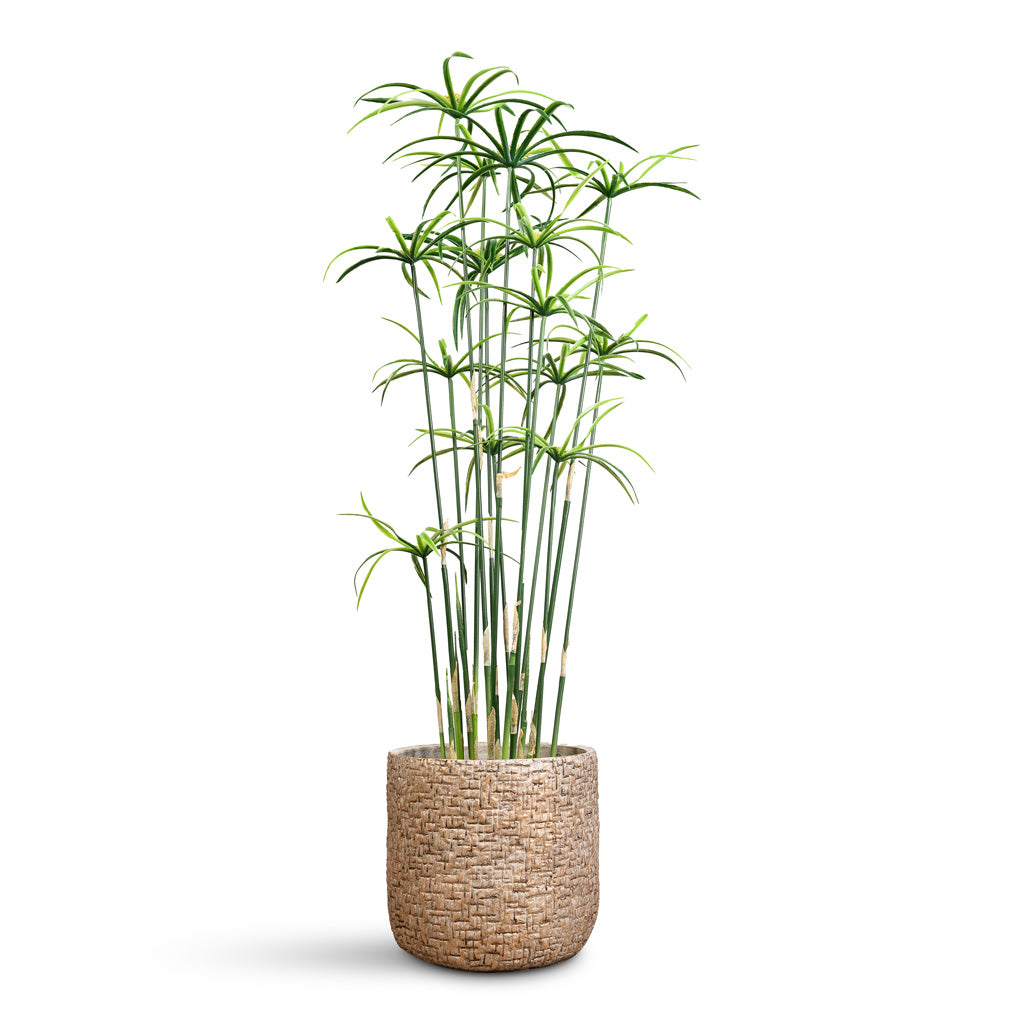 Cyperus Artificial In Maxim Pot Shiny Sand
