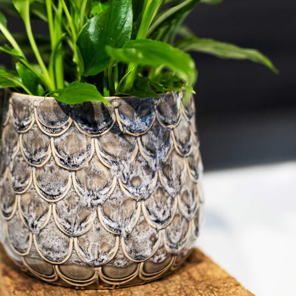 Peace Lily In Debby Lavender Plant Pot  Close Up