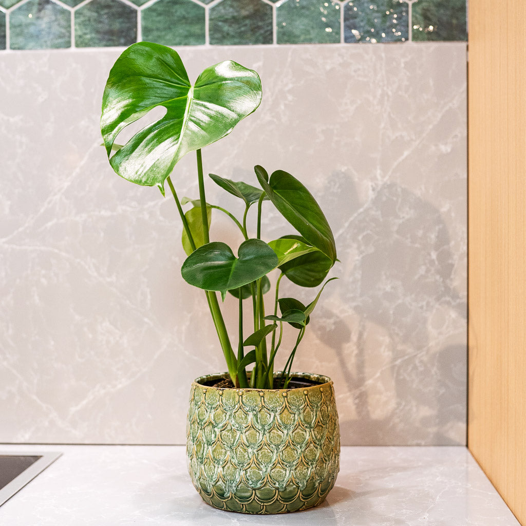 Monstera Deliciosa  In Debby Thyme