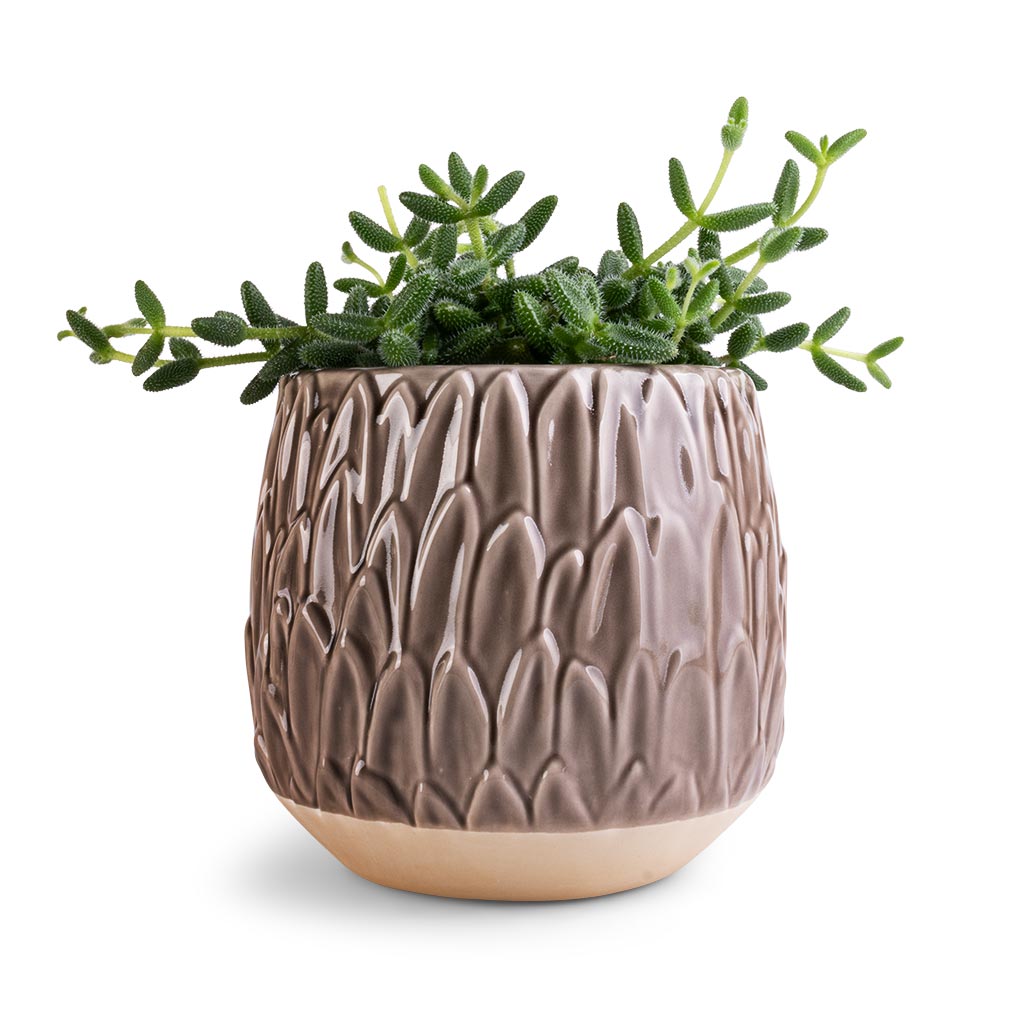Delosperma echinatum - Pickle Plant
