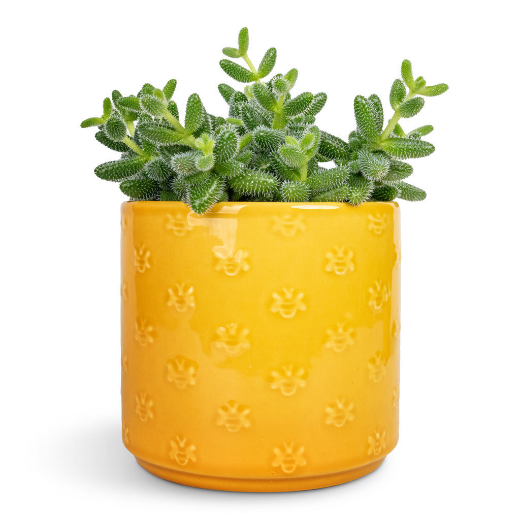 Delosperma echinatum - Pickle Plant