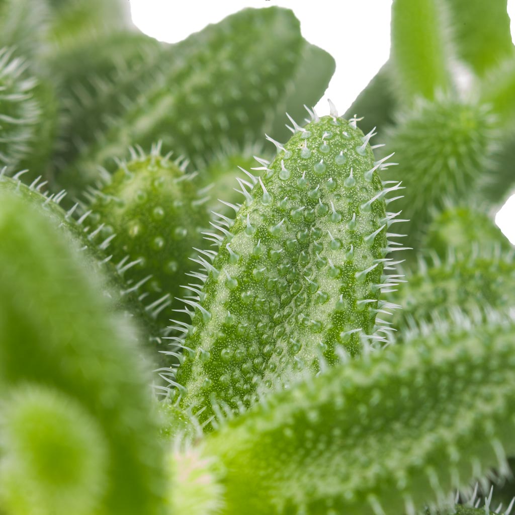 Delosperma echinatum - Pickle Plant