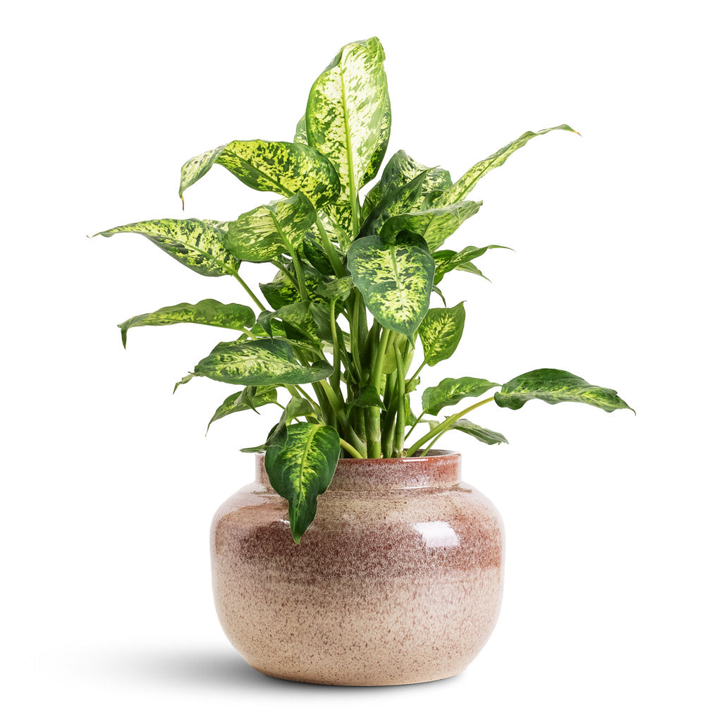 Dieffenbachia Compacta - 17x60cm In Rocky Pot Latte - 28x20cm