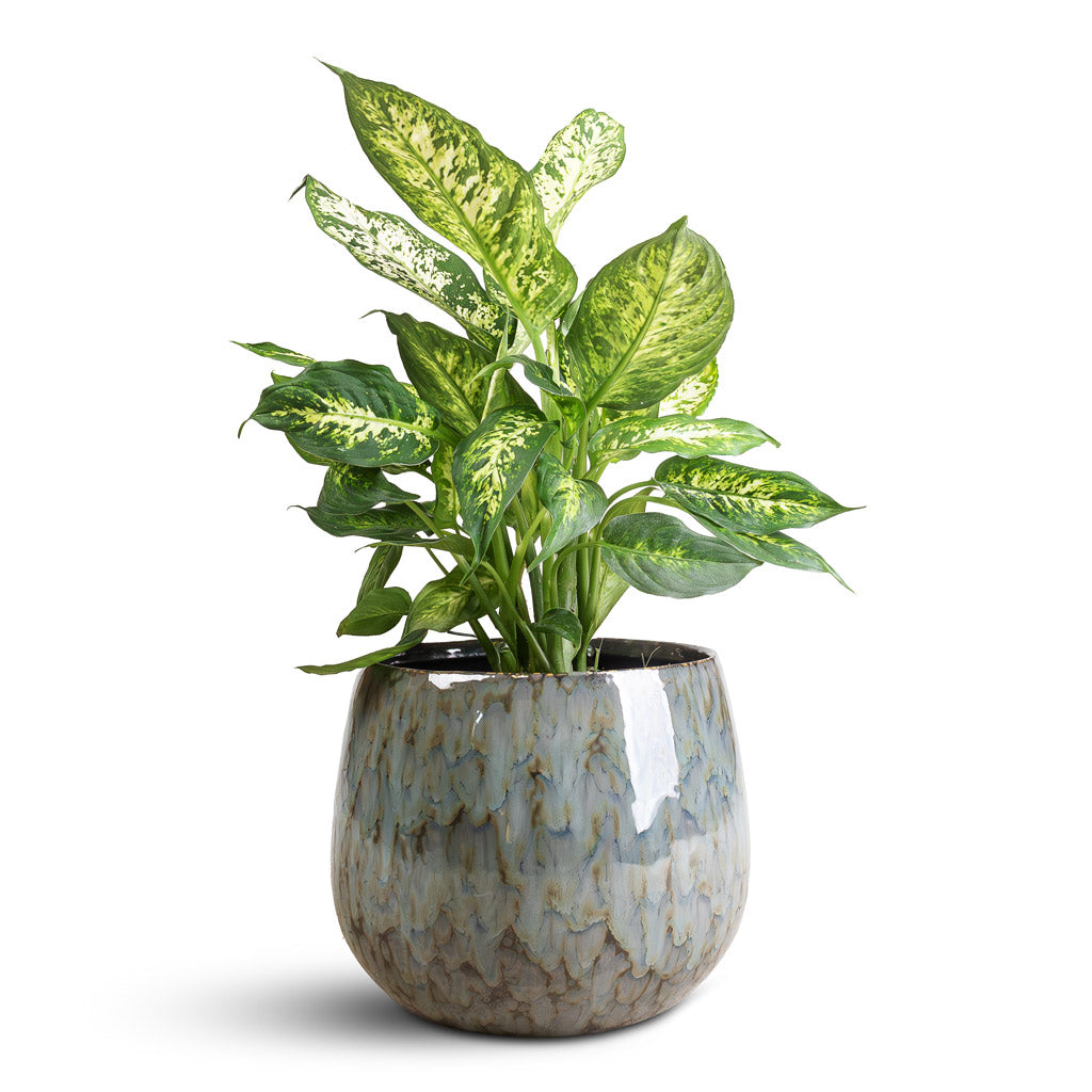 Dieffenbachia Compacta Dumb Cane In Odile Pot Dusk Blue