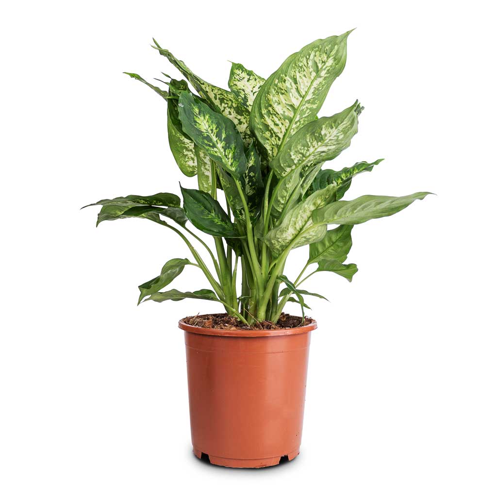Dieffenbachia Compacta - Dumb Cane