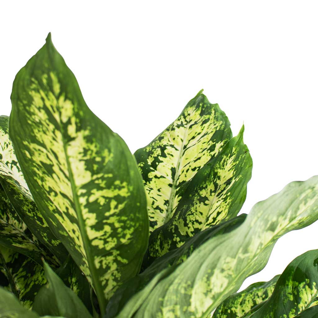 Dieffenbachia Compacta - Dumb Cane & Bamboo Plant Pot - White