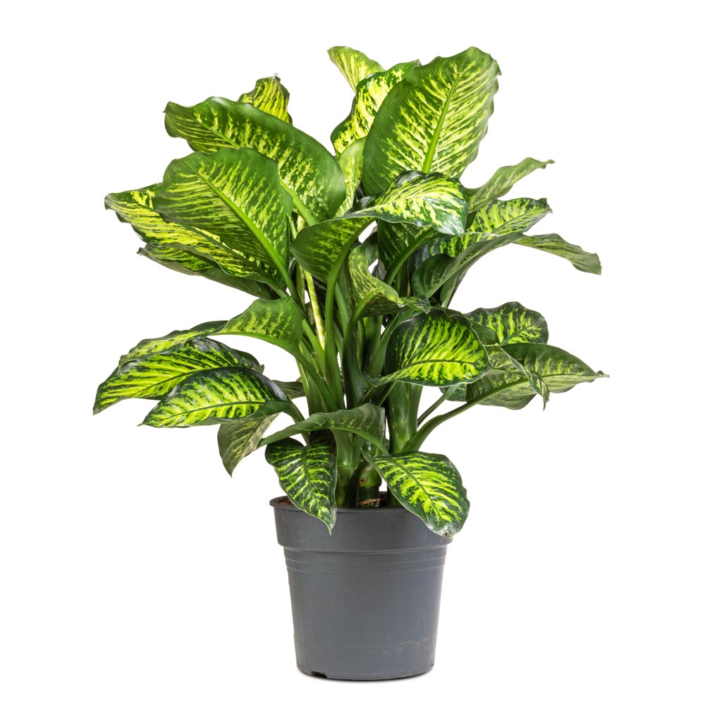 Dieffenbachia Maroba - Dumb Cane - 21 x 70cm