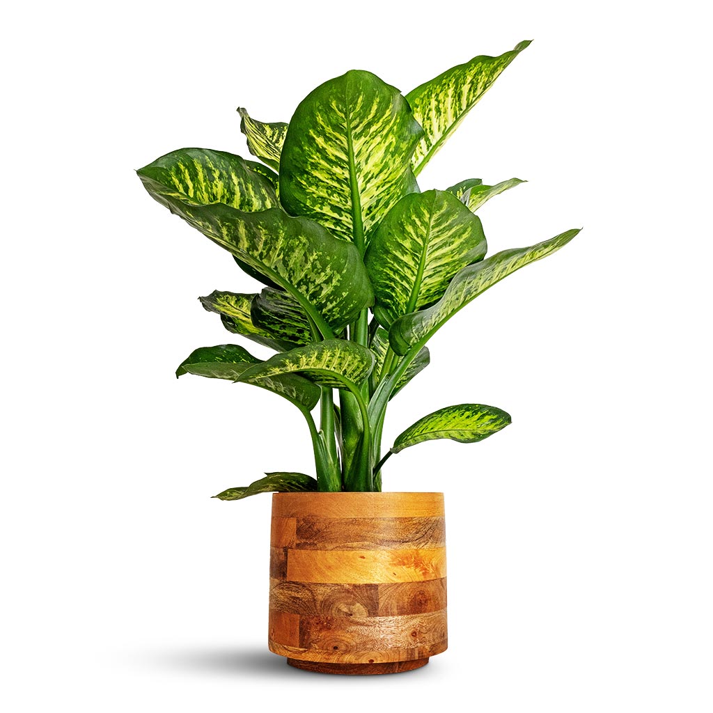 Dieffenbachia Maroba - Dumb Cane &amp; Helle Plant Pot - Natural