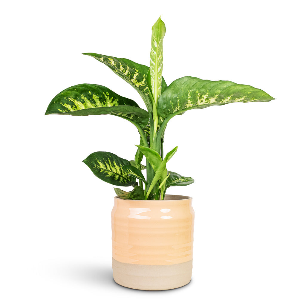 Dieffenbachia Reeva 17x60cm House plant