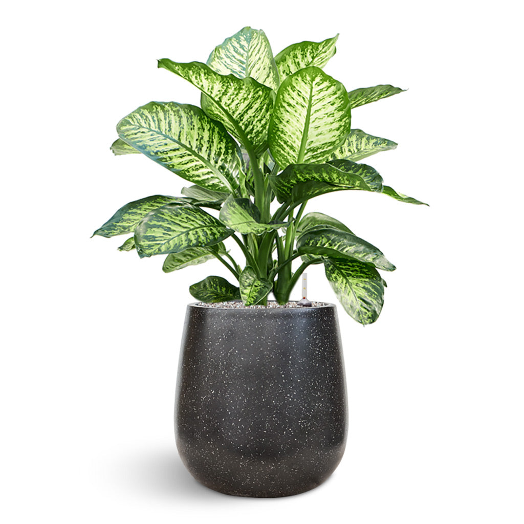 Terrazzo Balloon Planter - Black & Dieffenbachia