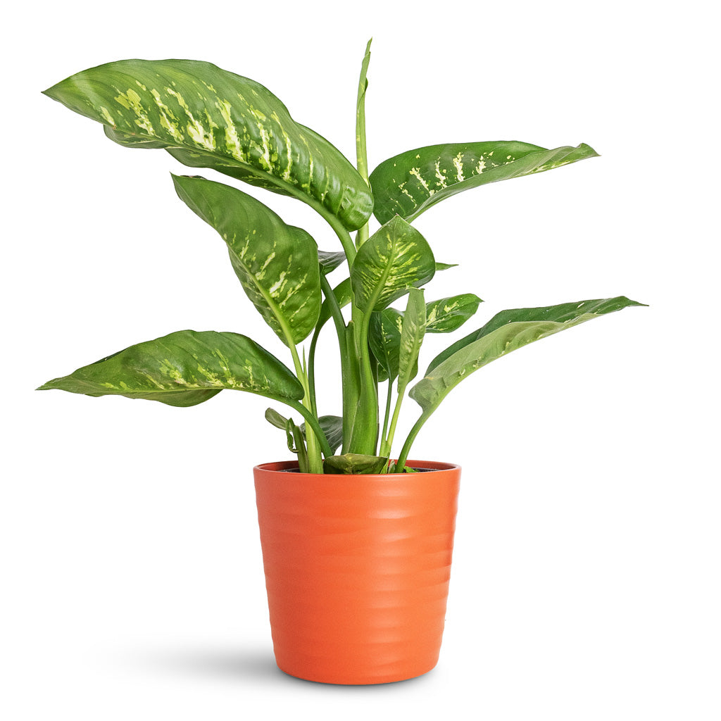 Dieffenbachia Tropic Snow In Oslo Pot Cayenne