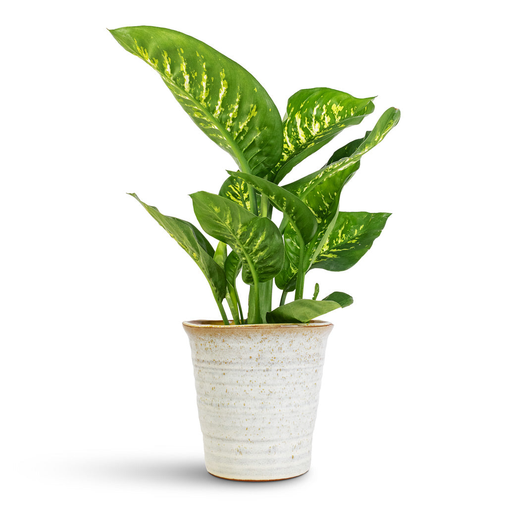 Dieffenbachia Tropic Snow - 17x60cm In  Vallo Pot Sand Cream - 21x21cm
