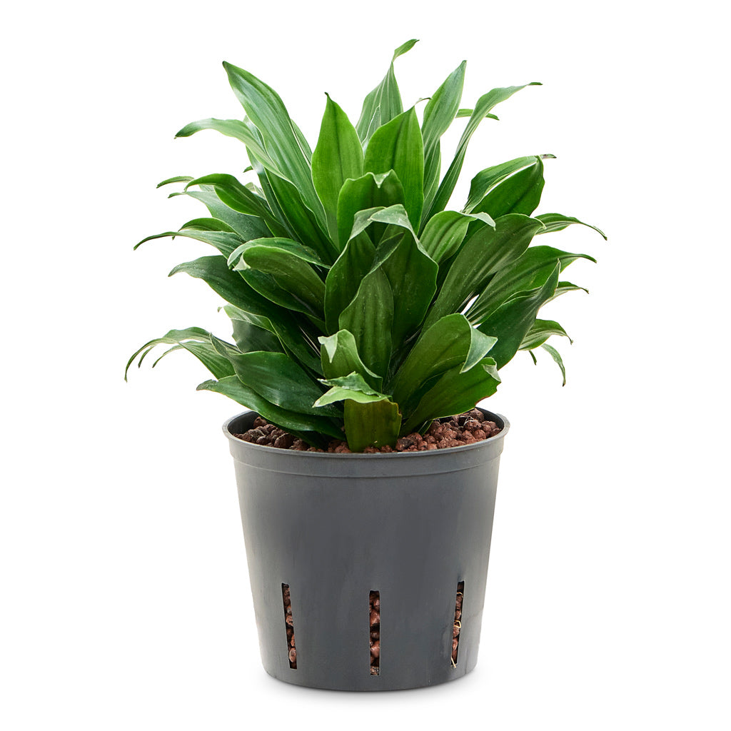 Dracaena fragrans Compacta - Head - HydroCare - 13/12 x 25cm