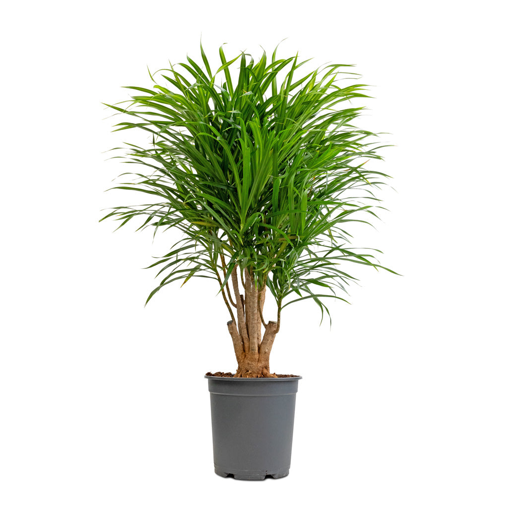 Dracaena reflexa Anita - Branched - 21 x 80cm