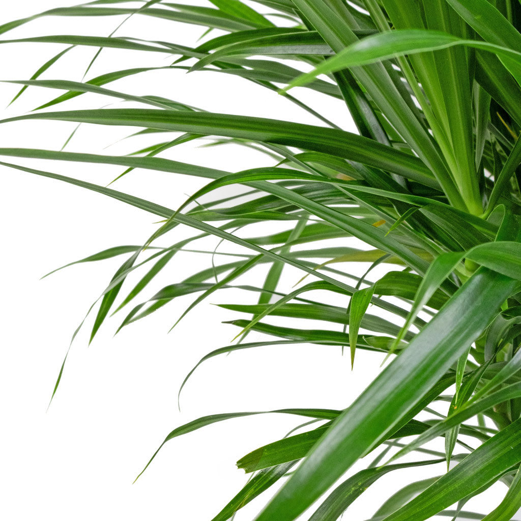 Dracaena reflexa Anita - Branched - Leaves