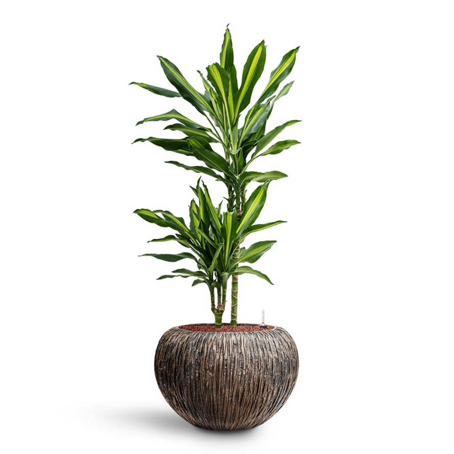 Dracaena Cintho - Multi Stem - HydroCare & Luxe Lite Waterfall Globe Planter - Bronze