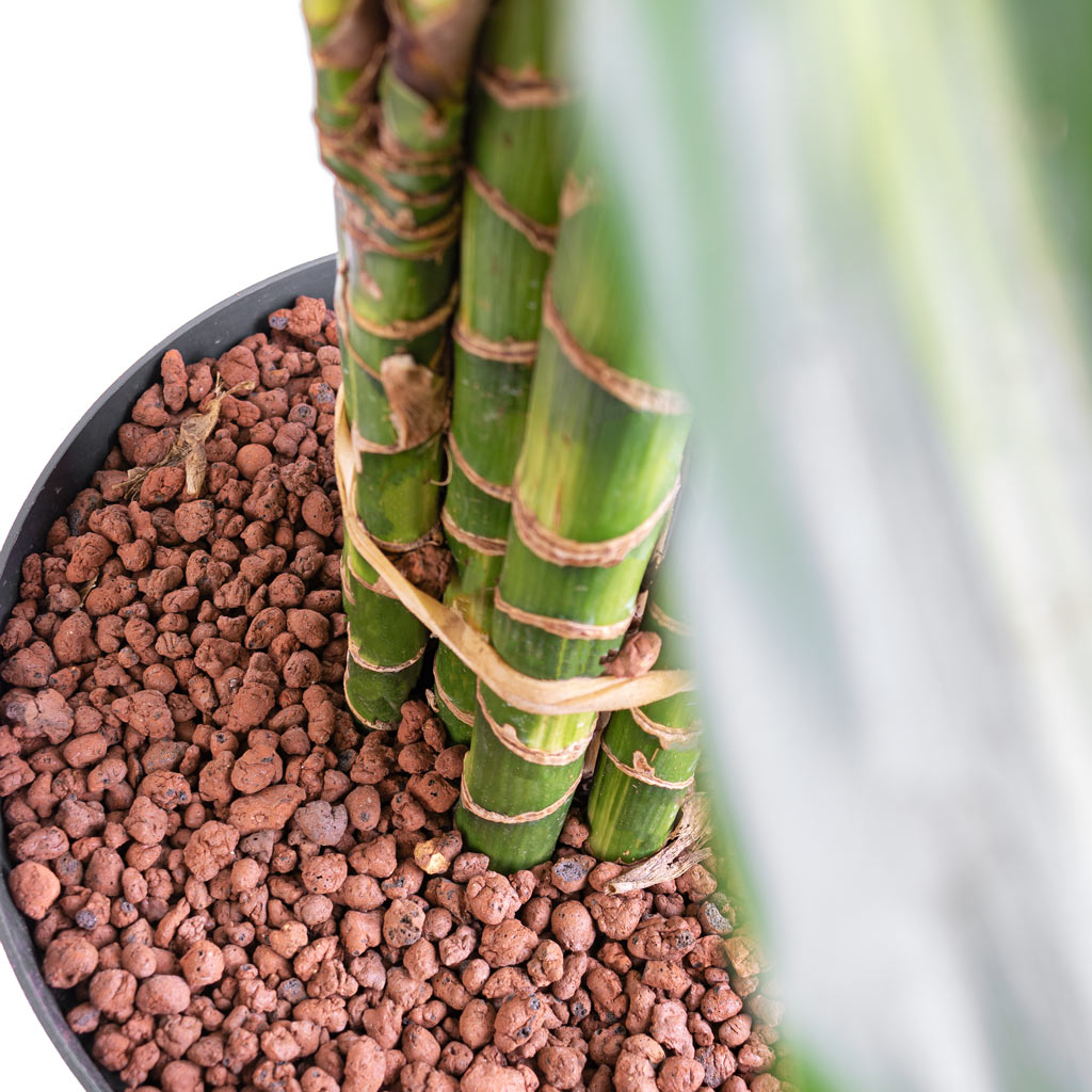 Dracaena Cintho - Branched - HydroCare