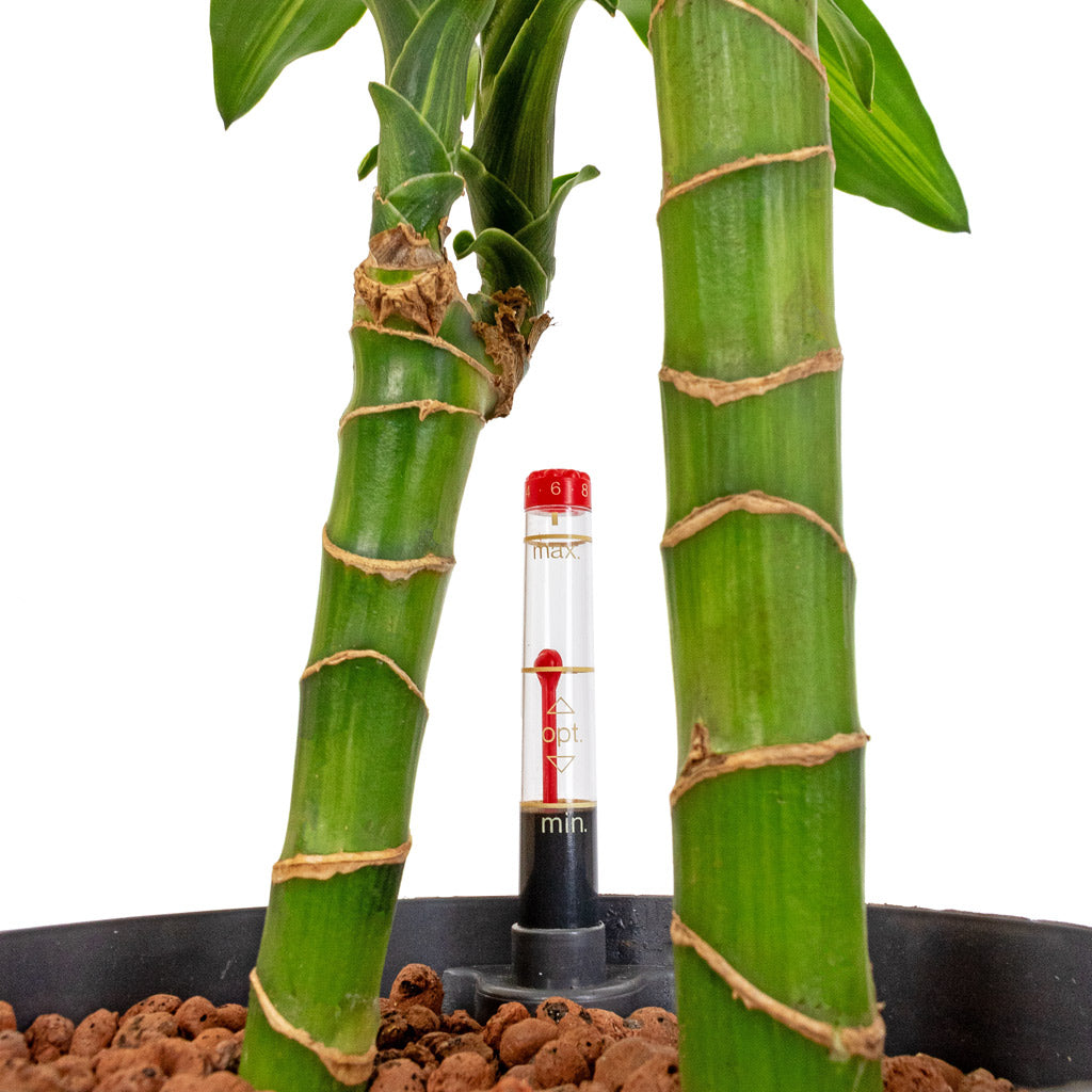 Dracaena Cintho Multi-Stem Hydroculture Indoor Plant 2 Stems