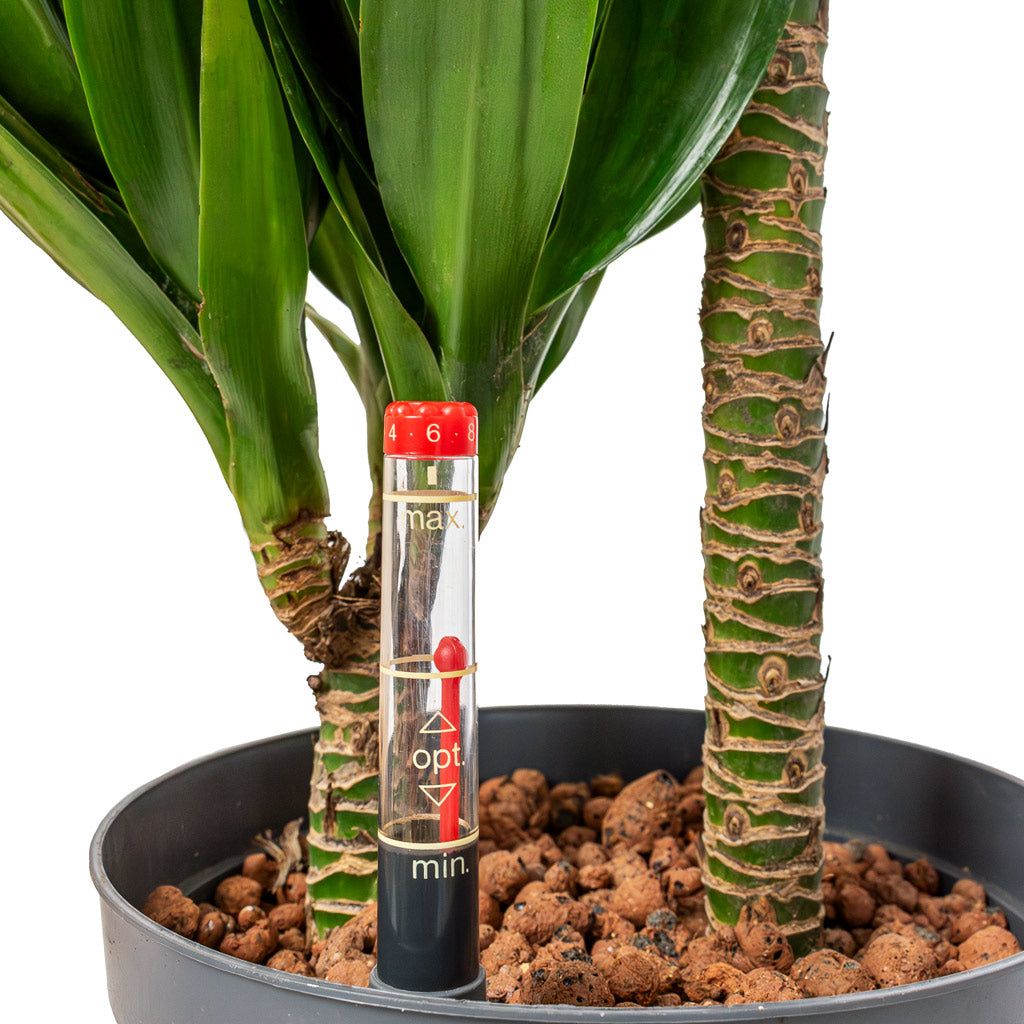 Dracaena Compacta - Multi Stem - HydroCare - Detail