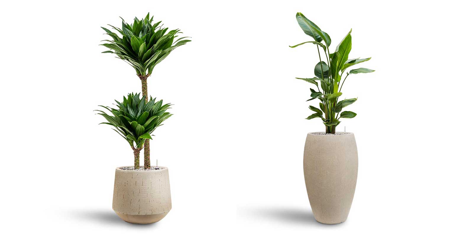 Dracaena Compacta & Strelitzia Raindrop Planters