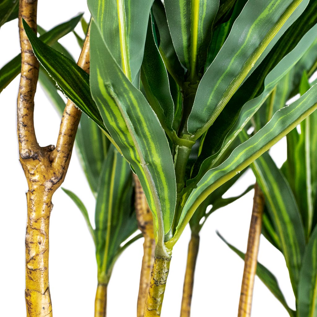 Dracaena Dragon Tree Artificial Close Up Of Stem & Leaves