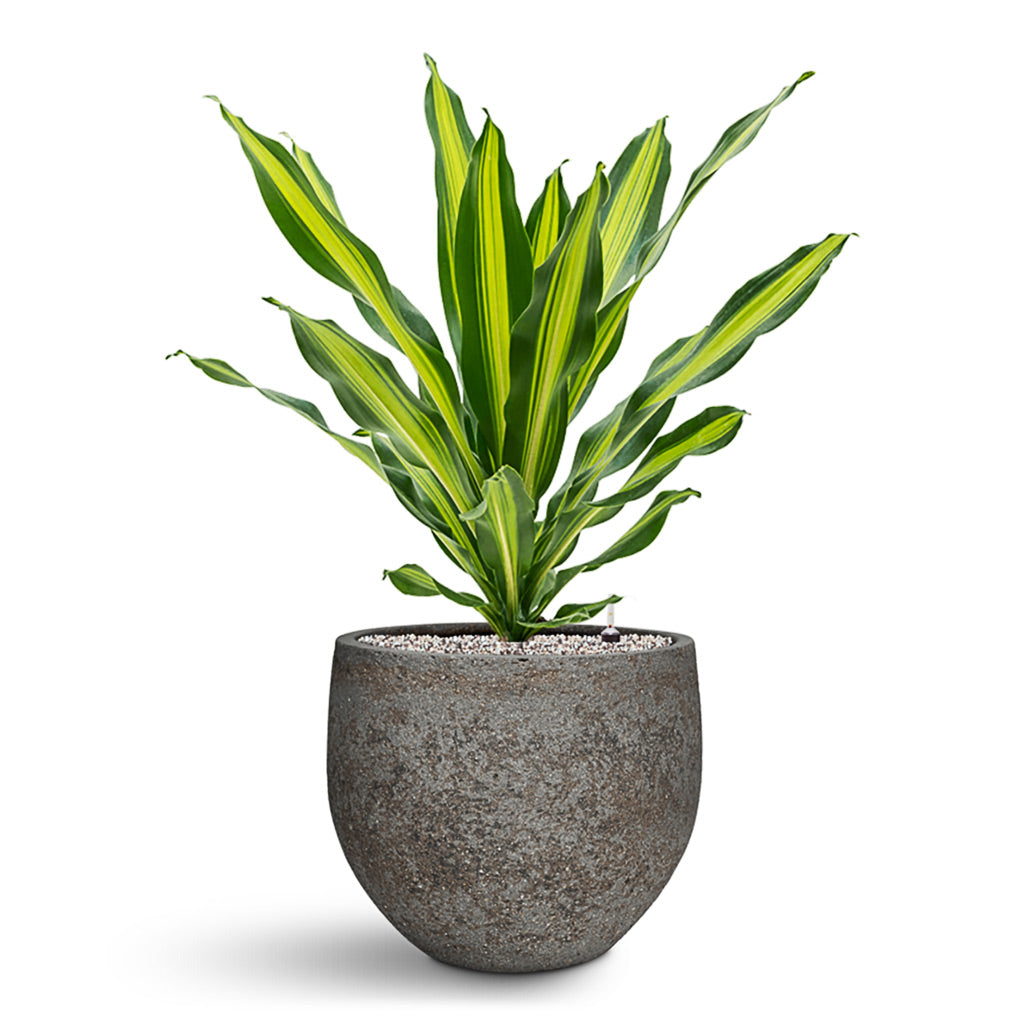 Dracaena Fragrans Burley HydroCare in Mini Orb Cement Stone