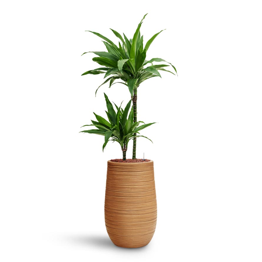 Dracaena Janet Craig - Multi Stem - HydroCare & Dune Partner Planter - Almond