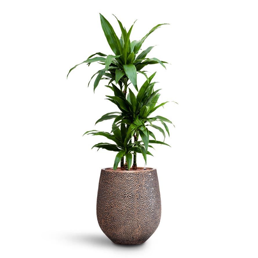 Dracaena Janet Craig - Multi Stem - HydroCare & Opus Hit Darcy Planter - Gold