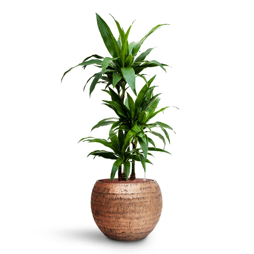 Dracaena Janet Craig - Multi Stem - HydroCare & Opus Hammered Globe Planter - Gold 