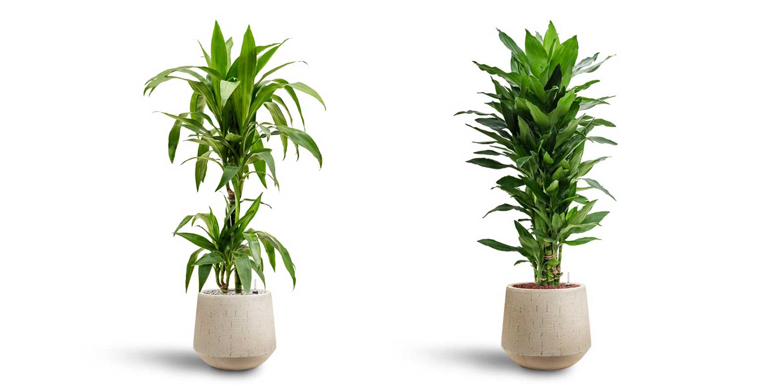 Dracaena Janet Craig & Lind Raindrop Planters