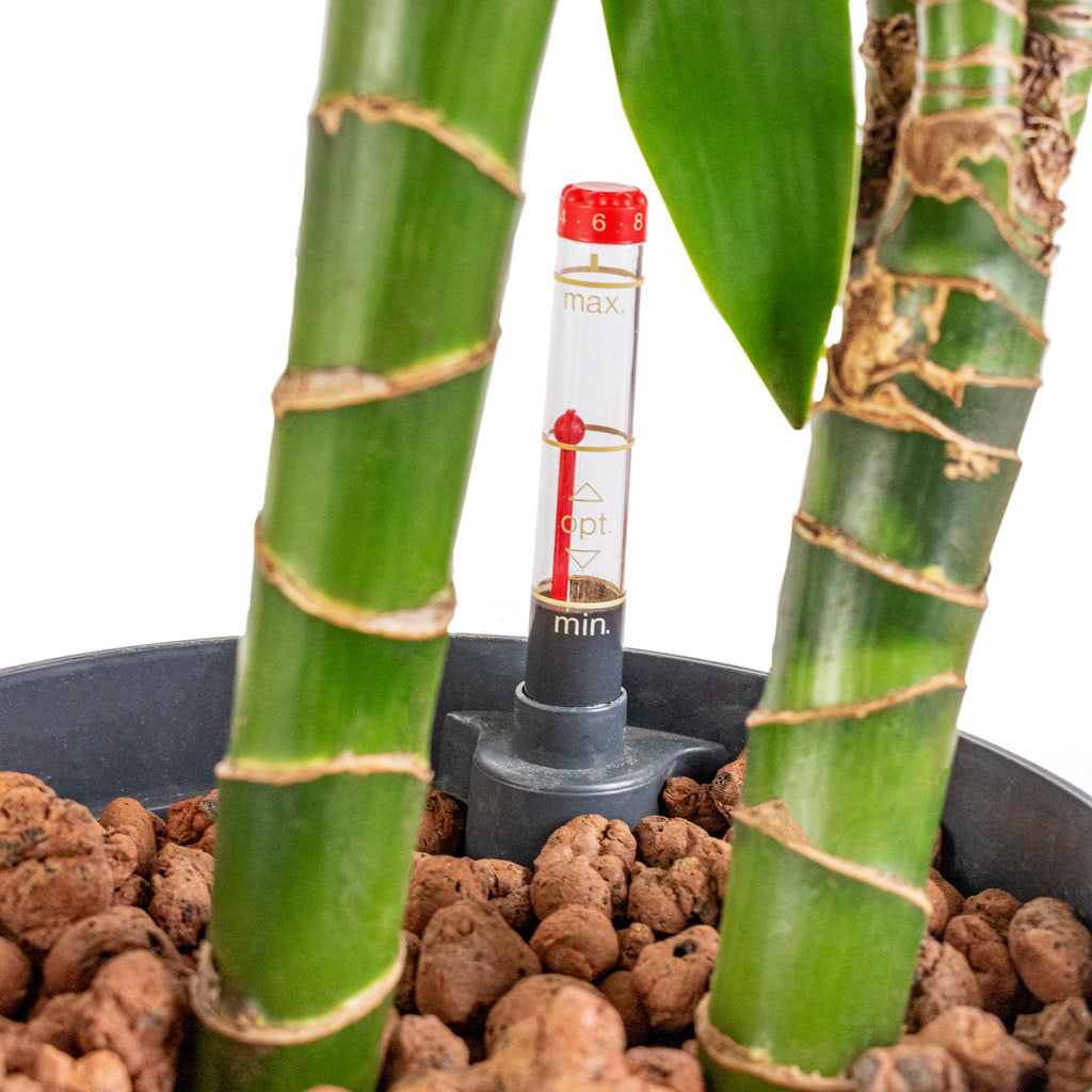 Dracaena Janet Craig Hydroculture Indoor Plant 3 Stems Tall