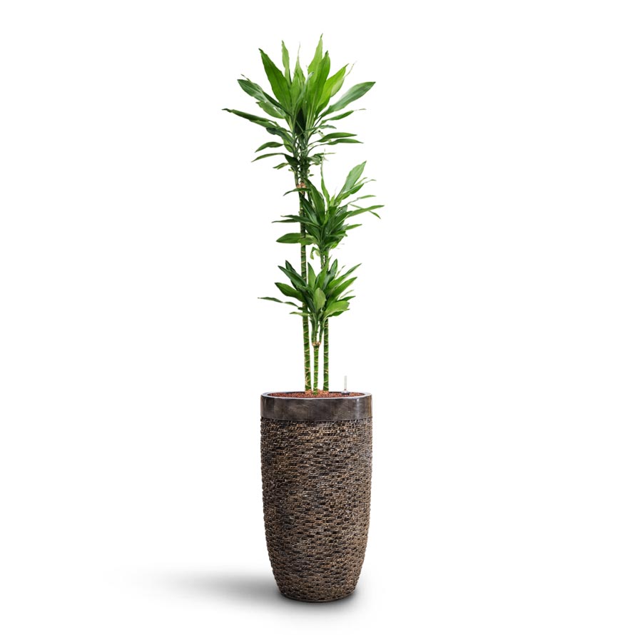 Dracaena Janet Lind - Multi Stem - HydroCare & Luxe Lite Layer Partner Planter - Bronze