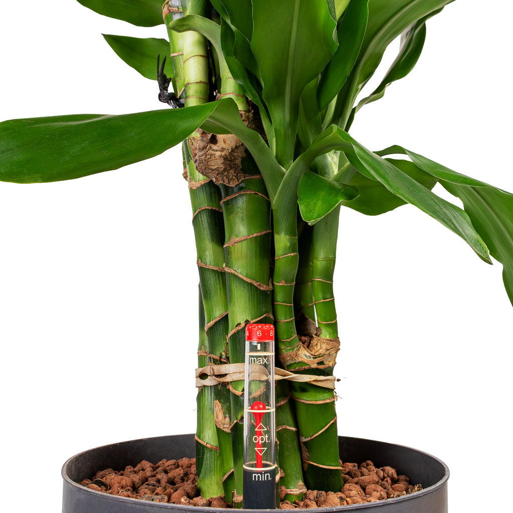 Dracaena Janet Lind Branched Hydroculture Indoor Plant Tall