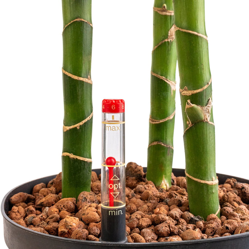 Dracaena Janet Lind - Multi Stem - HydroCare