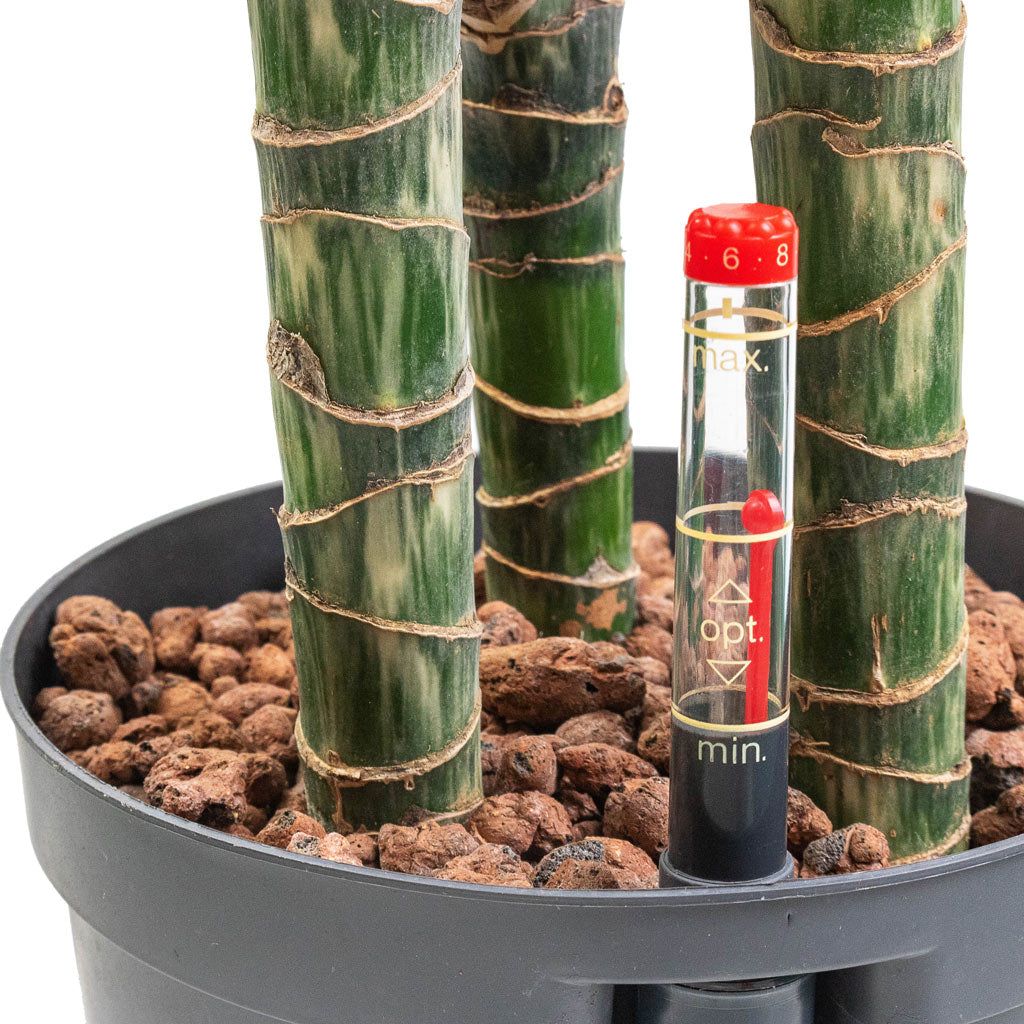 Dracaena Lemon Lime Hydroculture Indoor Plant 3 Stems Tall