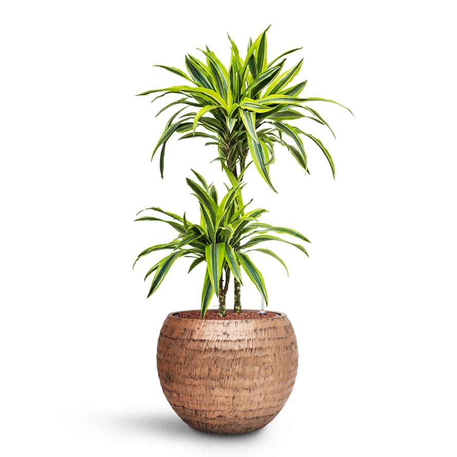 Dracaena Lemon lime - Multi Stem - HydroCare & Opus Hammered Globe Planter - Gold