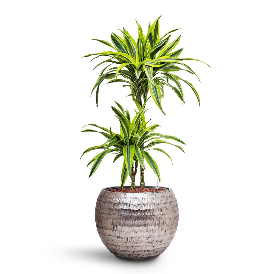 Dracaena Lemon lime - Multi Stem - HydroCare & Opus Hammered Globe Planter - Silver
