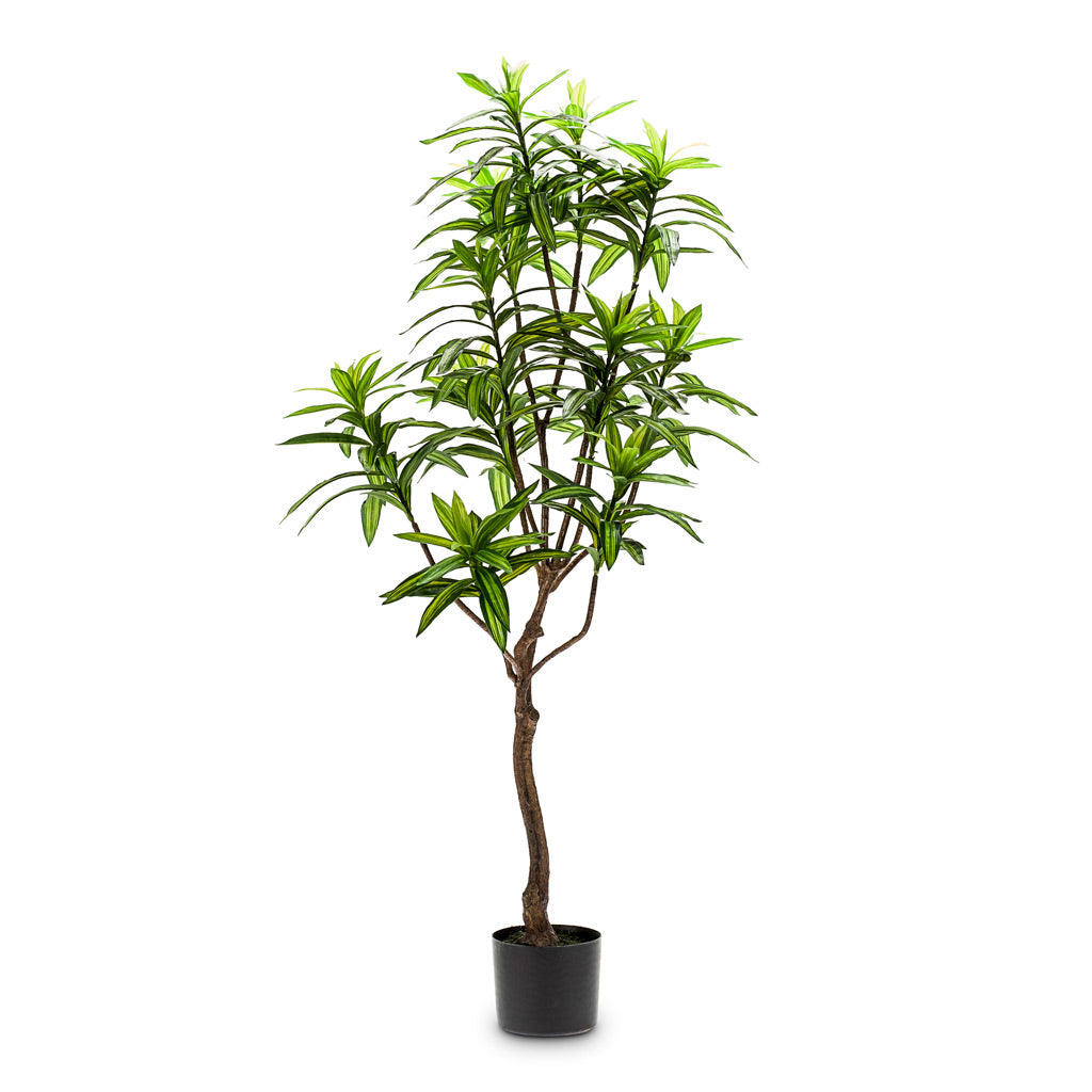 Dracaena Tree Artificial - 130cm