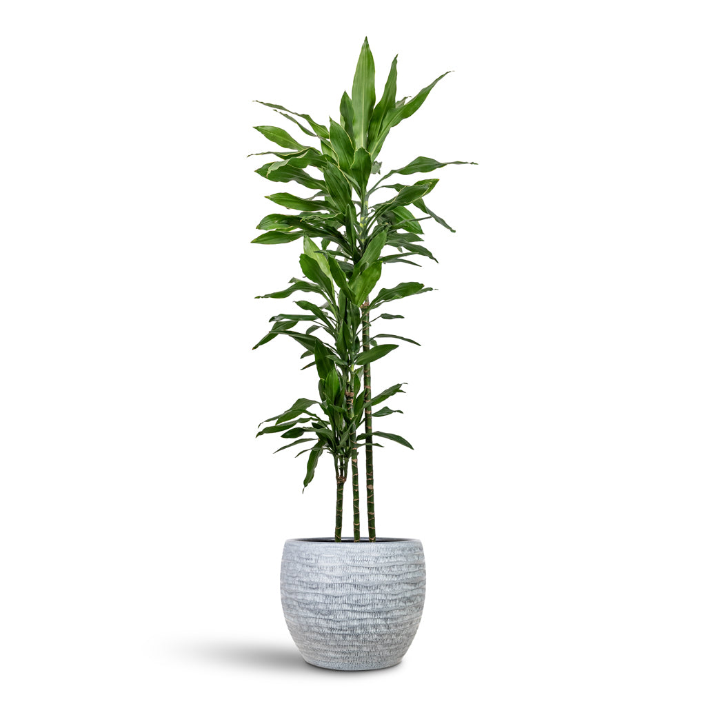 Dracaena deremensis Art Multi Stem 24x165cm 3 stems