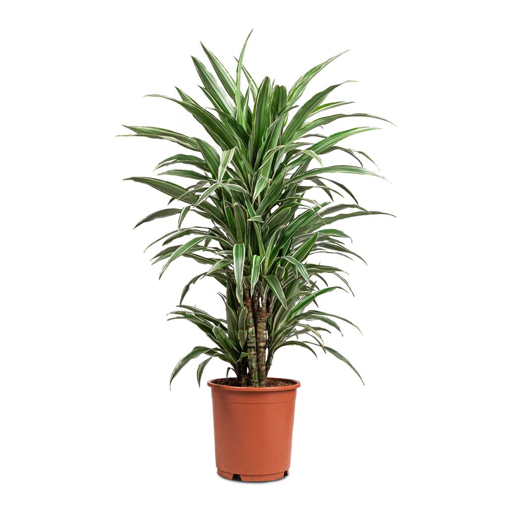 Dracaena deremensis Warneckii - Branched