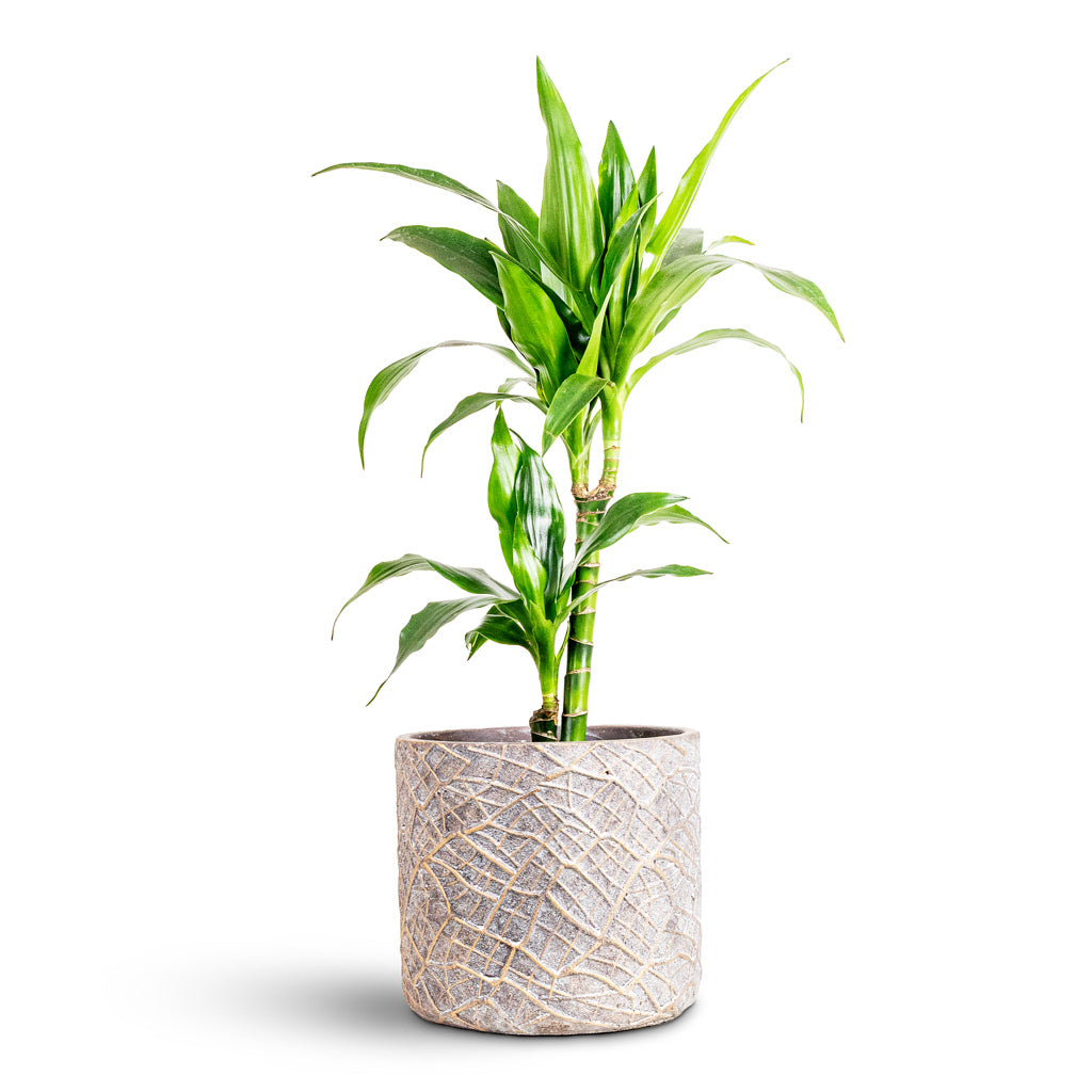 Dracaena frag Janet Craig Multi Stem 17x70cm 2 stems House Plant In Denzel Pot Shiny Concrete 22x20cm
