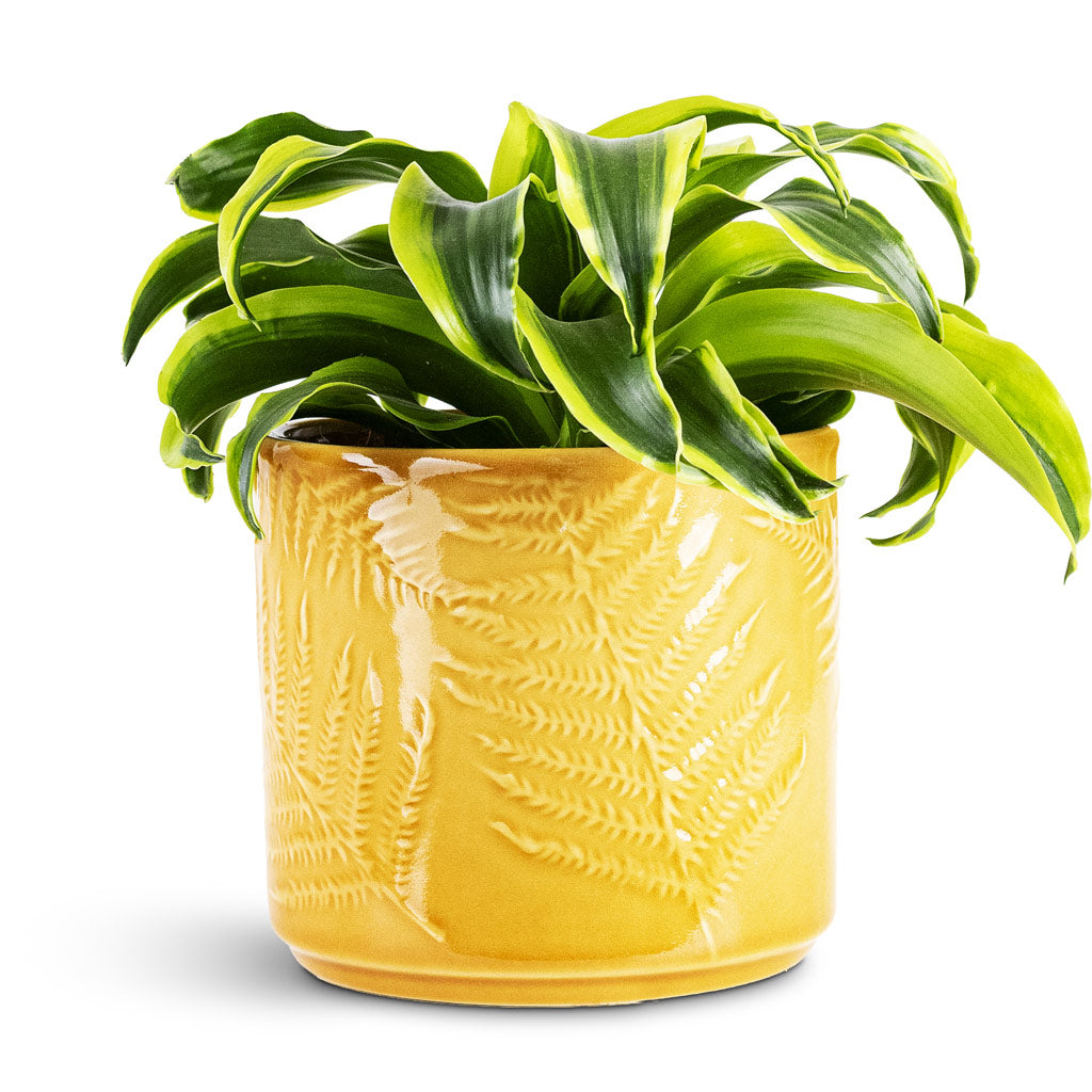 Dracaena frag Tornado Head 12x25cm House Plant In Orla Fern Pot Mustard 13.5x12cm