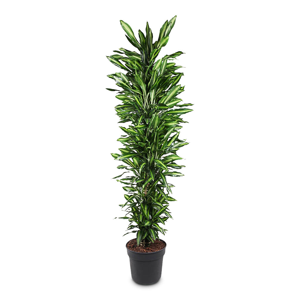 Dracaena frag. Cintho Branched 40x220cm