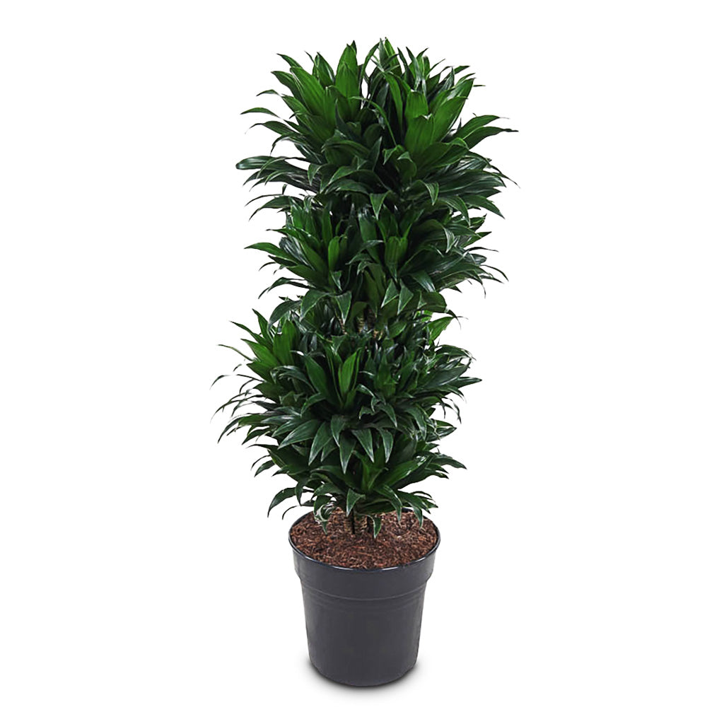 Dracaena frag. Compacta Branched 27x100cm