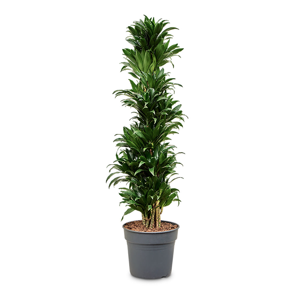 Dracaena frag. Compacta Branched 34x160cm