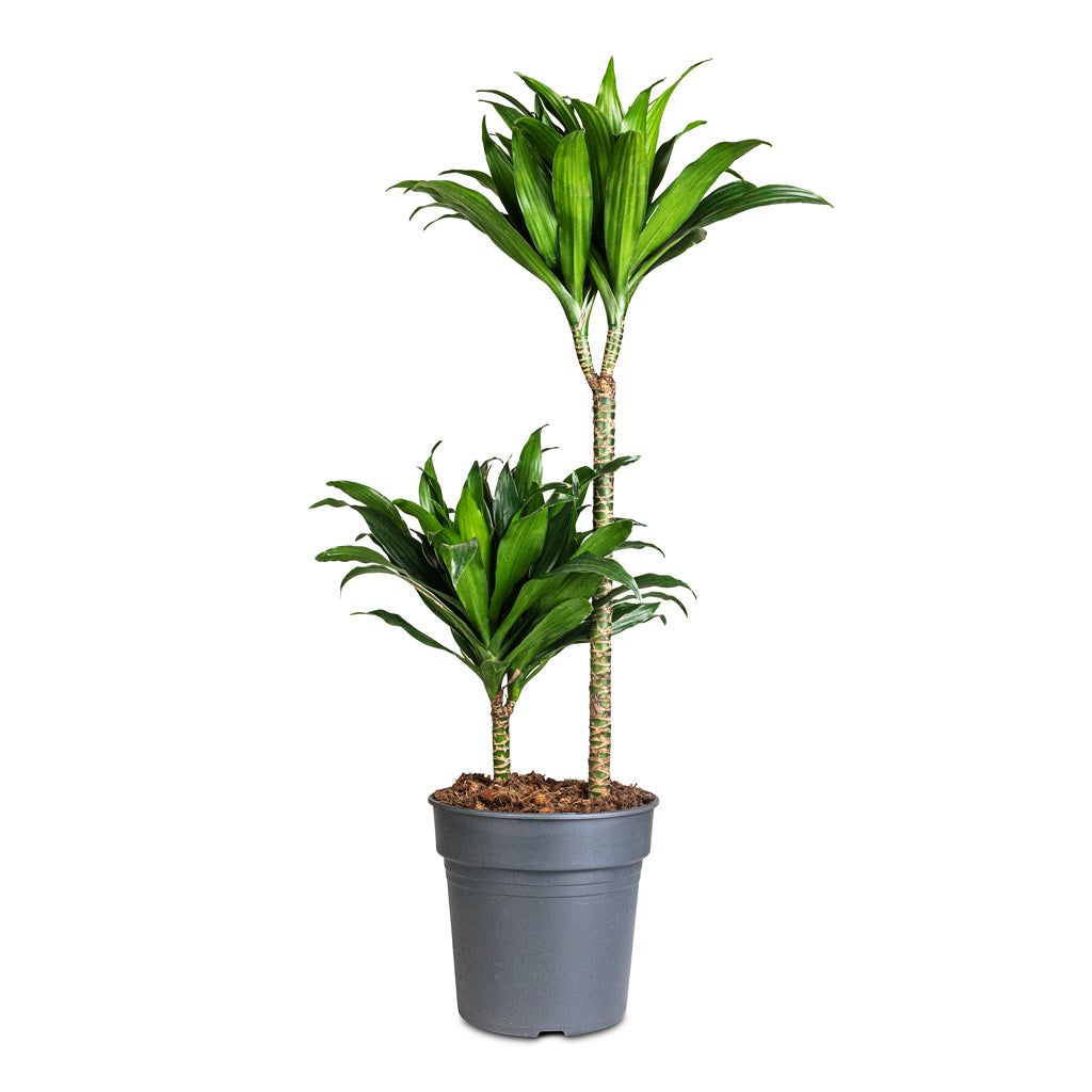 Dracaena frag. Compacta Multi Stem -19x80cm 2 Stems